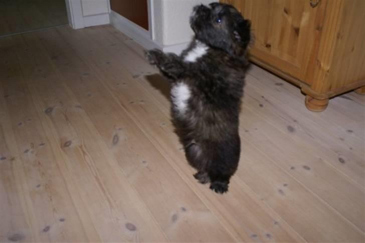 Xoloitzcuintle Con Pelo - Xolo Falke - Xolo danser  billede 7