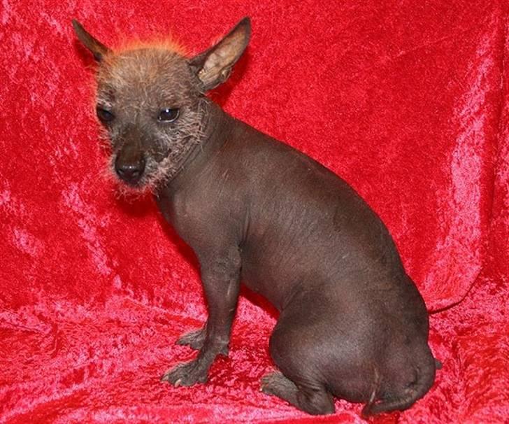 Xoloitzcuintle Con Pelo - Xolo Falke - Xolos far Falke Haldur billede 9