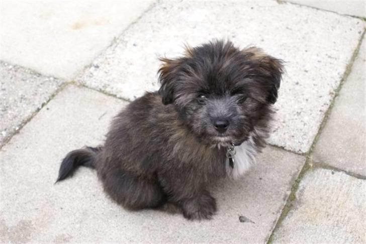 Xoloitzcuintle Con Pelo - Xolo Falke - hej med dig :D billede 11