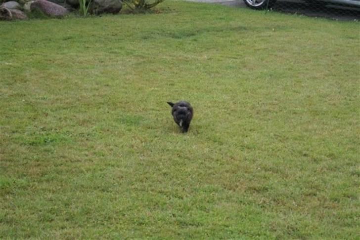 Xoloitzcuintle Con Pelo - Xolo Falke - YAY!!! vi løberrrrrrrr HURTIGT billede 12