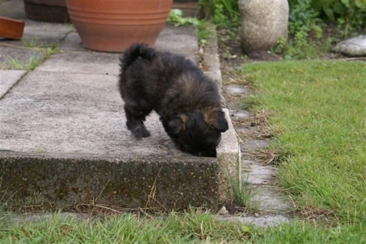 Xoloitzcuintle Con Pelo - Xolo Falke - hmm hvad er der dernede?? billede 15