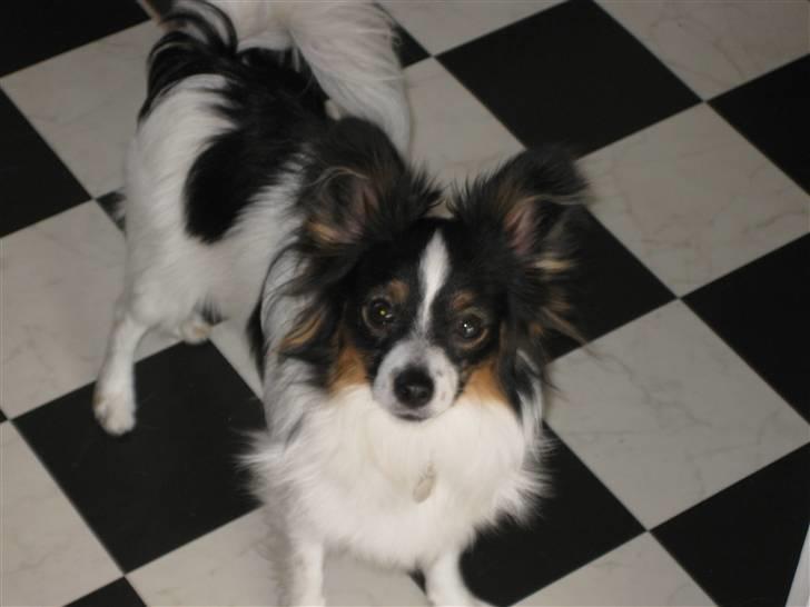 Papillon Taco billede 1