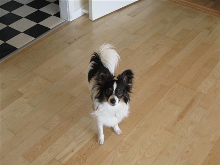 Papillon Taco billede 2
