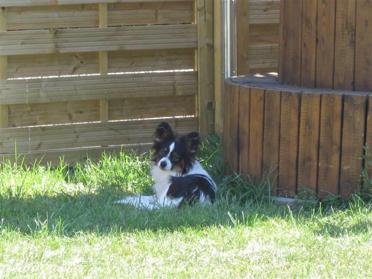 Papillon Taco billede 3