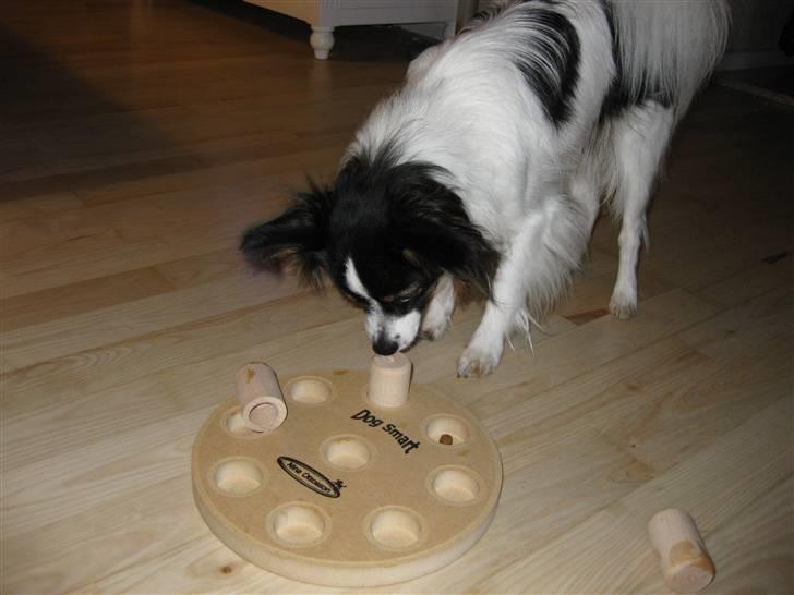 Papillon Taco billede 4