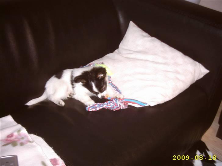 Papillon Taco billede 5