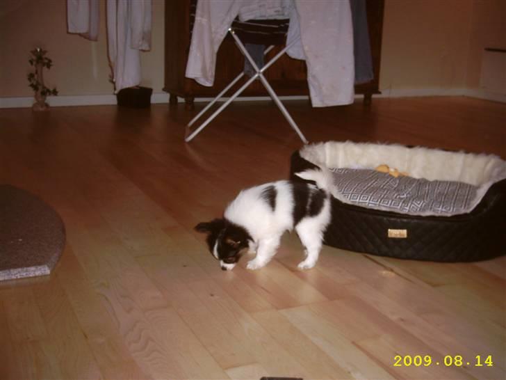 Papillon Taco billede 6