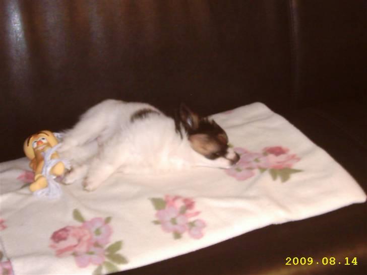 Papillon Taco billede 7