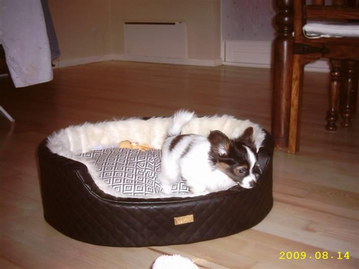 Papillon Taco billede 8