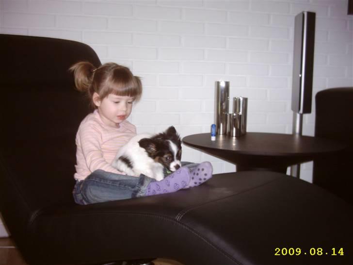 Papillon Taco billede 9