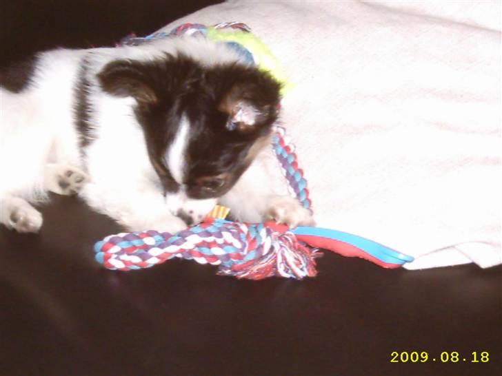 Papillon Taco billede 10