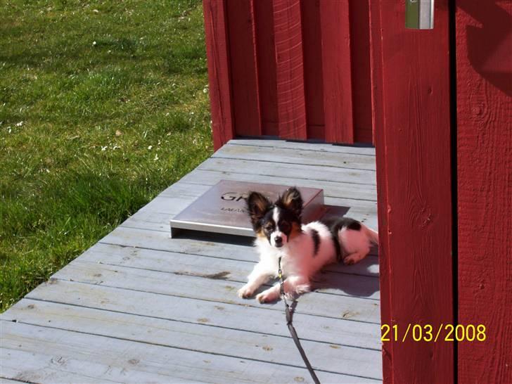 Papillon Taco billede 11