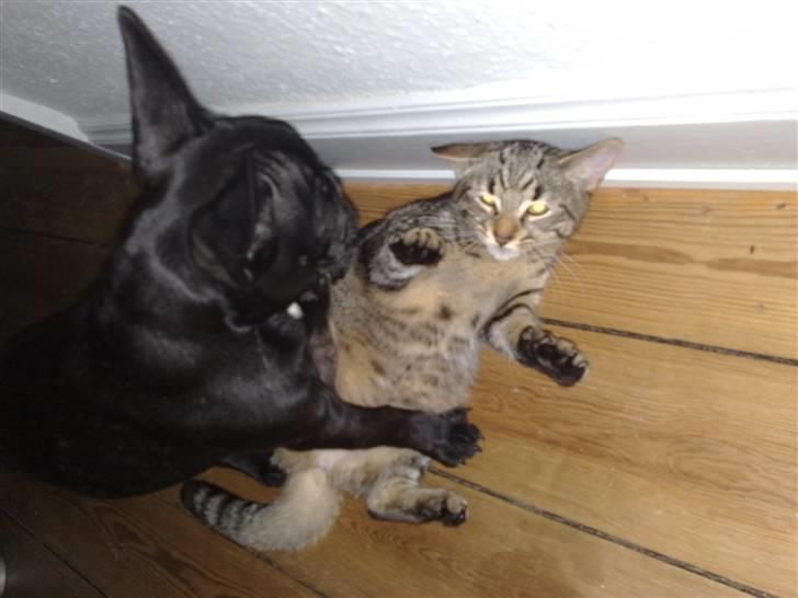 Fransk bulldog Vacho billede 8