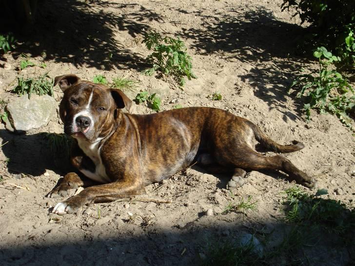 Amerikansk bulldog Cosmo billede 7