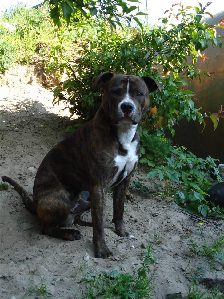 Amerikansk bulldog Cosmo billede 8