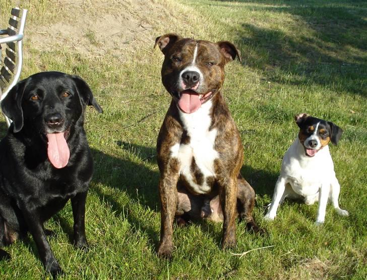 Amerikansk bulldog Cosmo billede 9