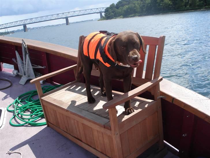 Labrador retriever tess/stamnavn mary billede 1
