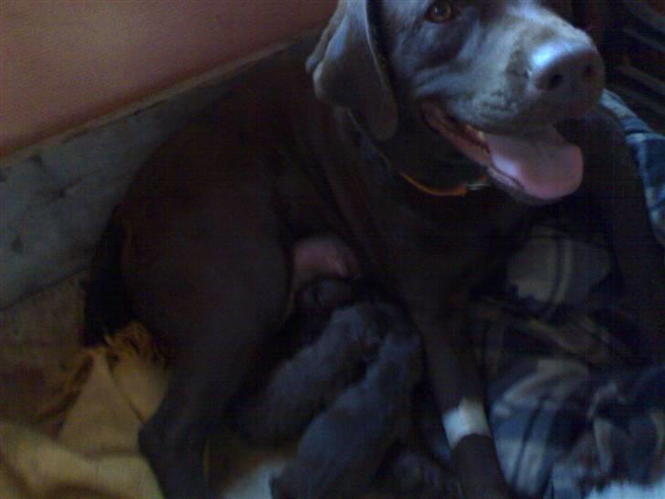 Labrador retriever tess/stamnavn mary billede 2