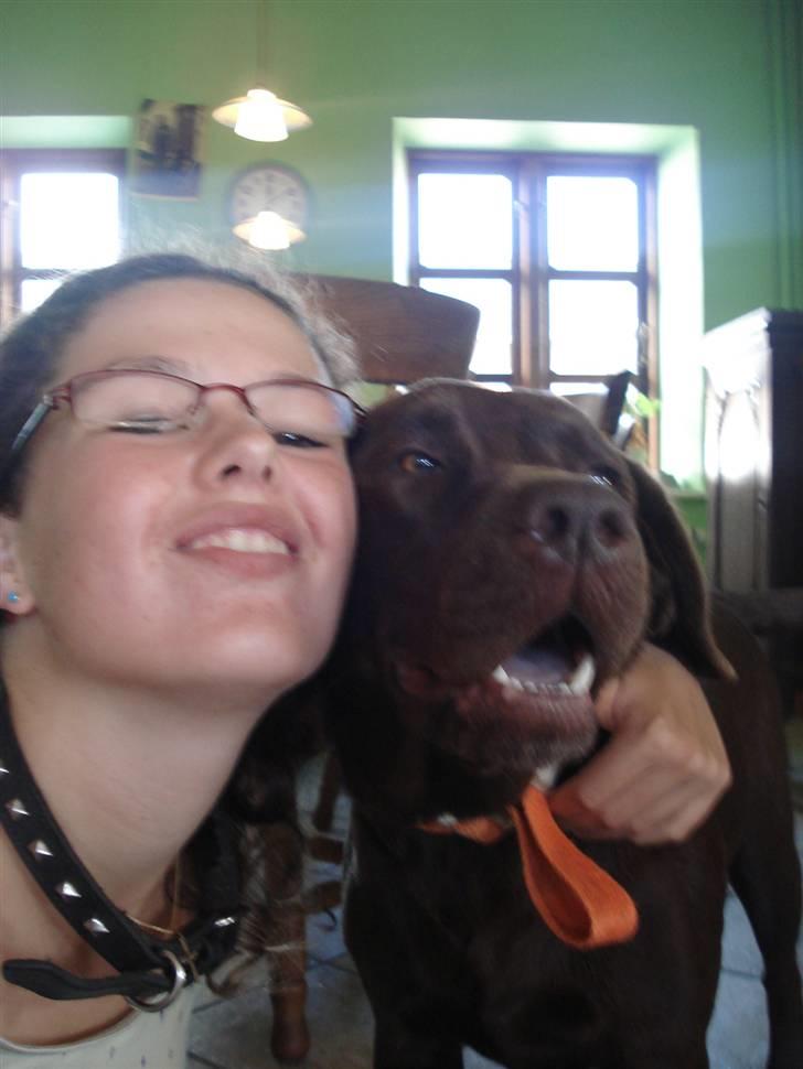 Labrador retriever tess/stamnavn mary billede 3