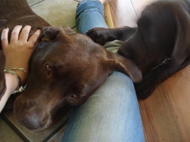 Labrador retriever tess/stamnavn mary billede 4