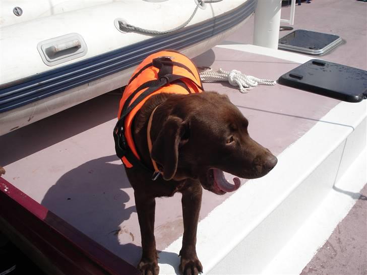 Labrador retriever tess/stamnavn mary billede 5