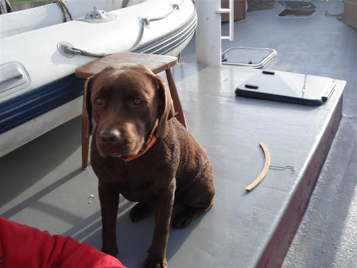 Labrador retriever tess/stamnavn mary billede 6