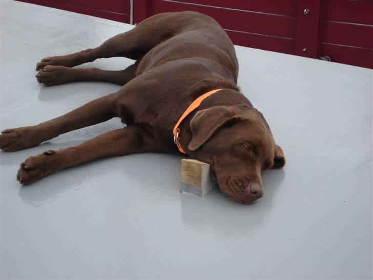 Labrador retriever tess/stamnavn mary billede 7