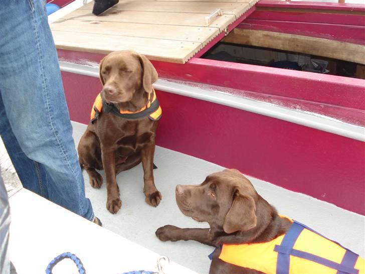Labrador retriever tess/stamnavn mary billede 8