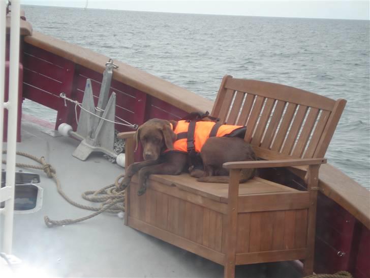 Labrador retriever tess/stamnavn mary billede 9