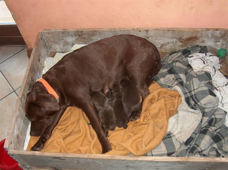Labrador retriever tess/stamnavn mary billede 10