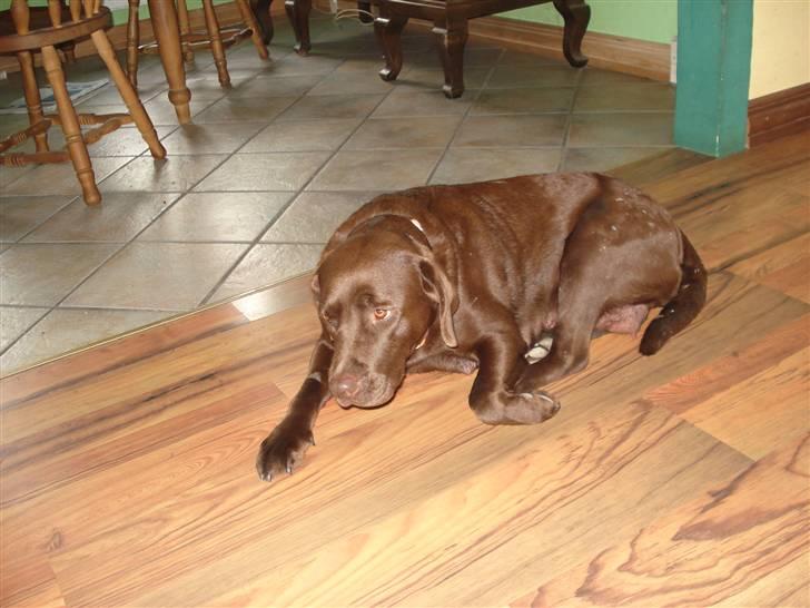 Labrador retriever tess/stamnavn mary billede 12