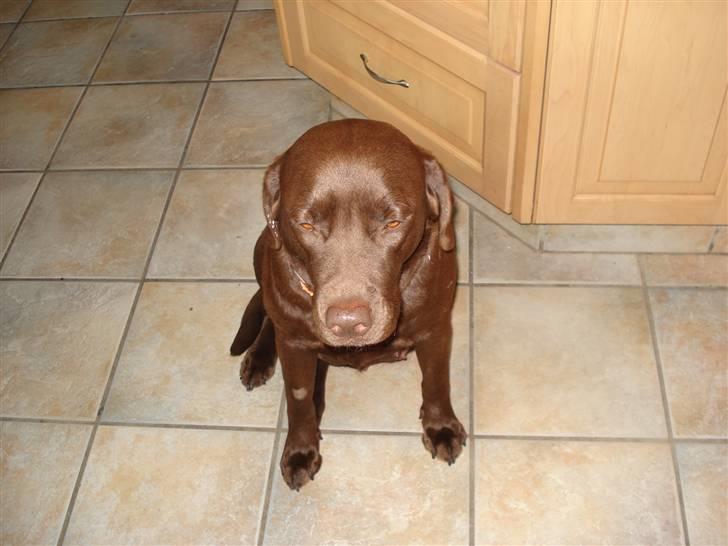 Labrador retriever tess/stamnavn mary billede 13