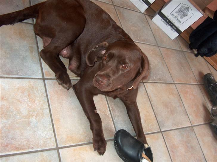 Labrador retriever tess/stamnavn mary billede 14