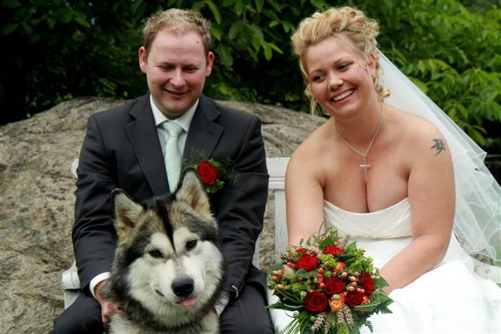 Alaskan malamute Leika - Leika ! billede 1