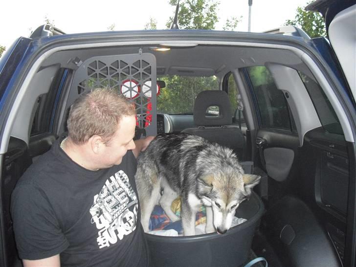 Alaskan malamute Leika - På vej hjem fra fyn.. Hun sov næsten hele vejen! billede 2