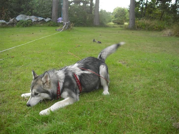 Alaskan malamute Leika - Hjemme i haven.. Hun leger på 2. dagen! billede 3