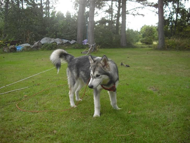 Alaskan malamute Leika - Igen masser af leg! billede 4