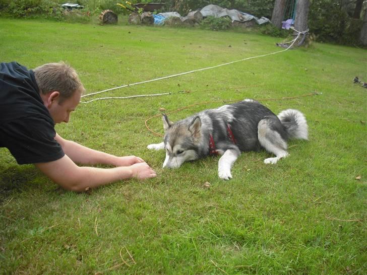 Alaskan malamute Leika - Mads og Leika! billede 5