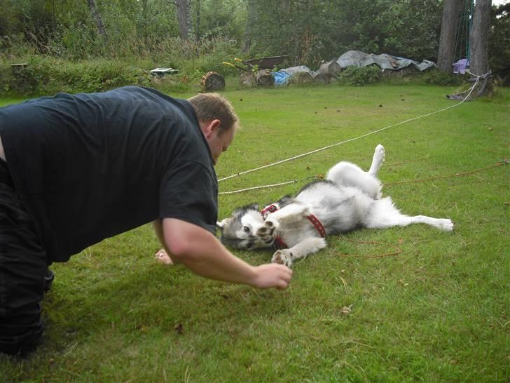 Alaskan malamute Leika - Hun er så fjollet..  billede 6