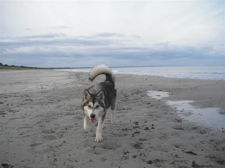 Alaskan malamute Leika - Hun elsker det.. Hun gik ikke i vandet.. men det kommer!  billede 8