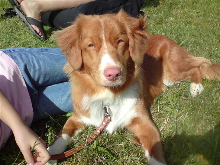 Nova scotia duck tolling retriever Leica - Er hun ikke bare dejlig? billede 1