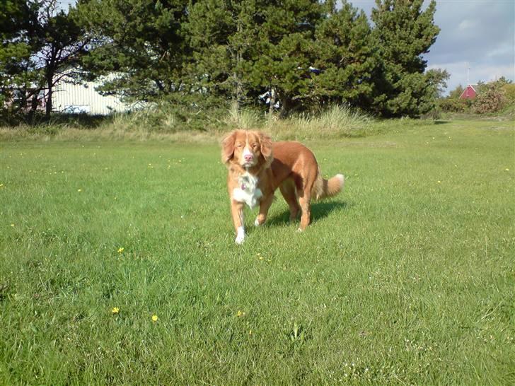 Nova scotia duck tolling retriever Leica - Kalde du på mig? billede 2