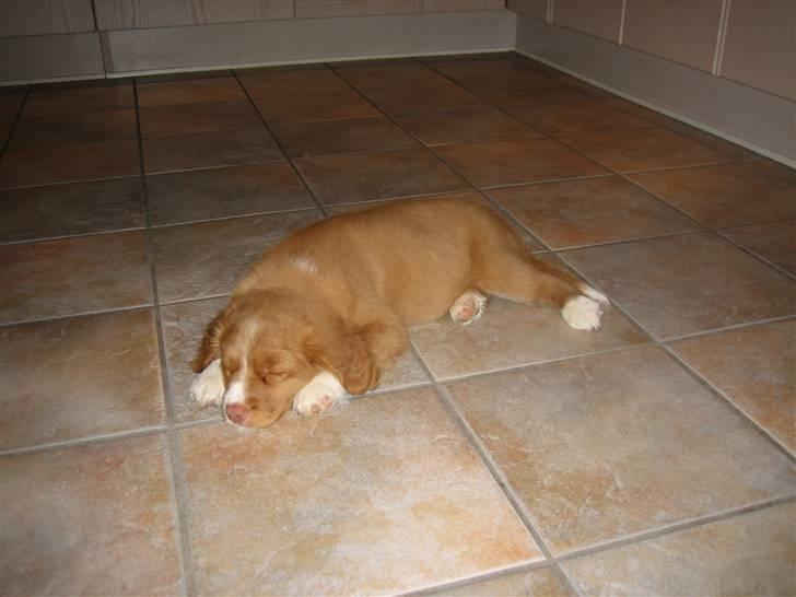 Nova scotia duck tolling retriever Leica - Godnat billede 3