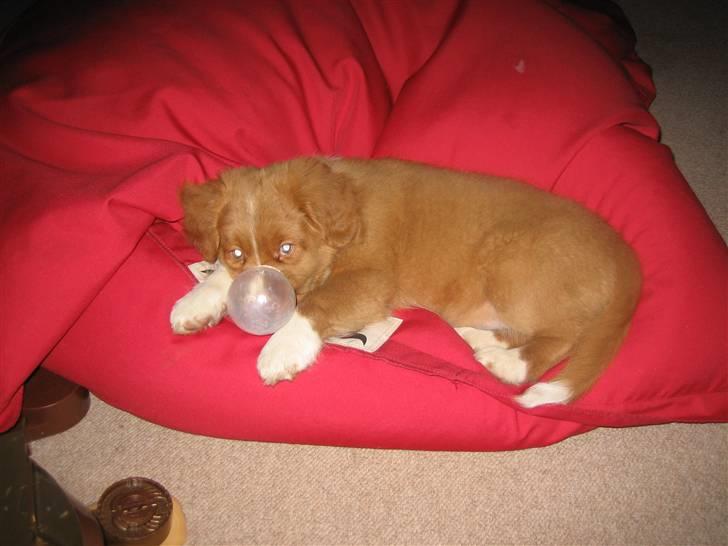 Nova scotia duck tolling retriever Leica - skal vi lege? billede 4