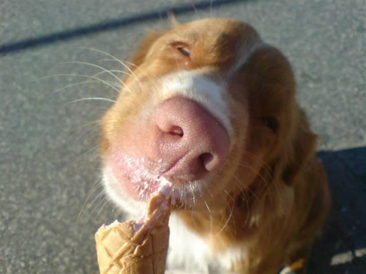 Nova scotia duck tolling retriever Leica - Hun elsker bare is. billede 5