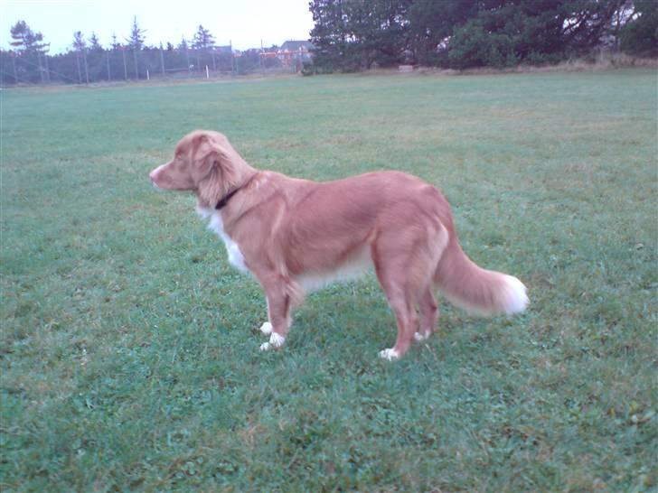 Nova scotia duck tolling retriever Leica billede 7