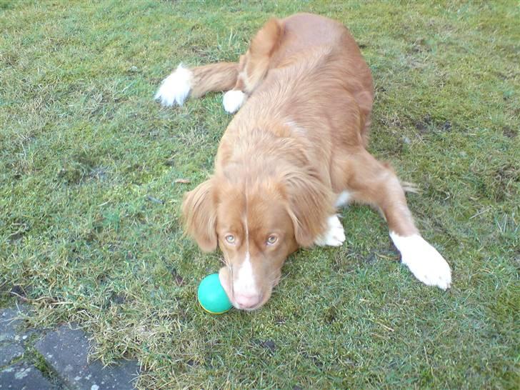 Nova scotia duck tolling retriever Leica - Hun elsker at lege  billede 8