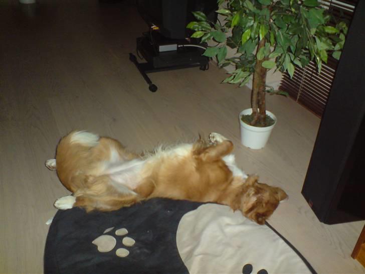 Nova scotia duck tolling retriever Leica - Leica når hun er gået helt kold billede 9