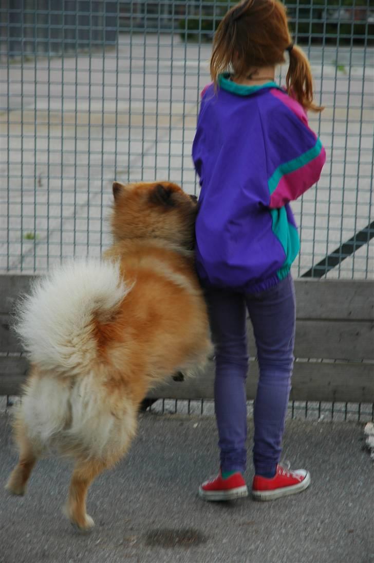 Eurasier Louis - Louis hopper op af emilie xD<3 Hihi den dag var han meget hyper!.. billede 17
