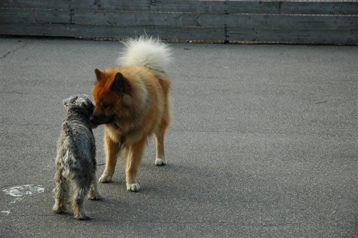 Eurasier Louis - SÅ nuttet bilelde af Louis, og pablo (´: <3<3 billede 18
